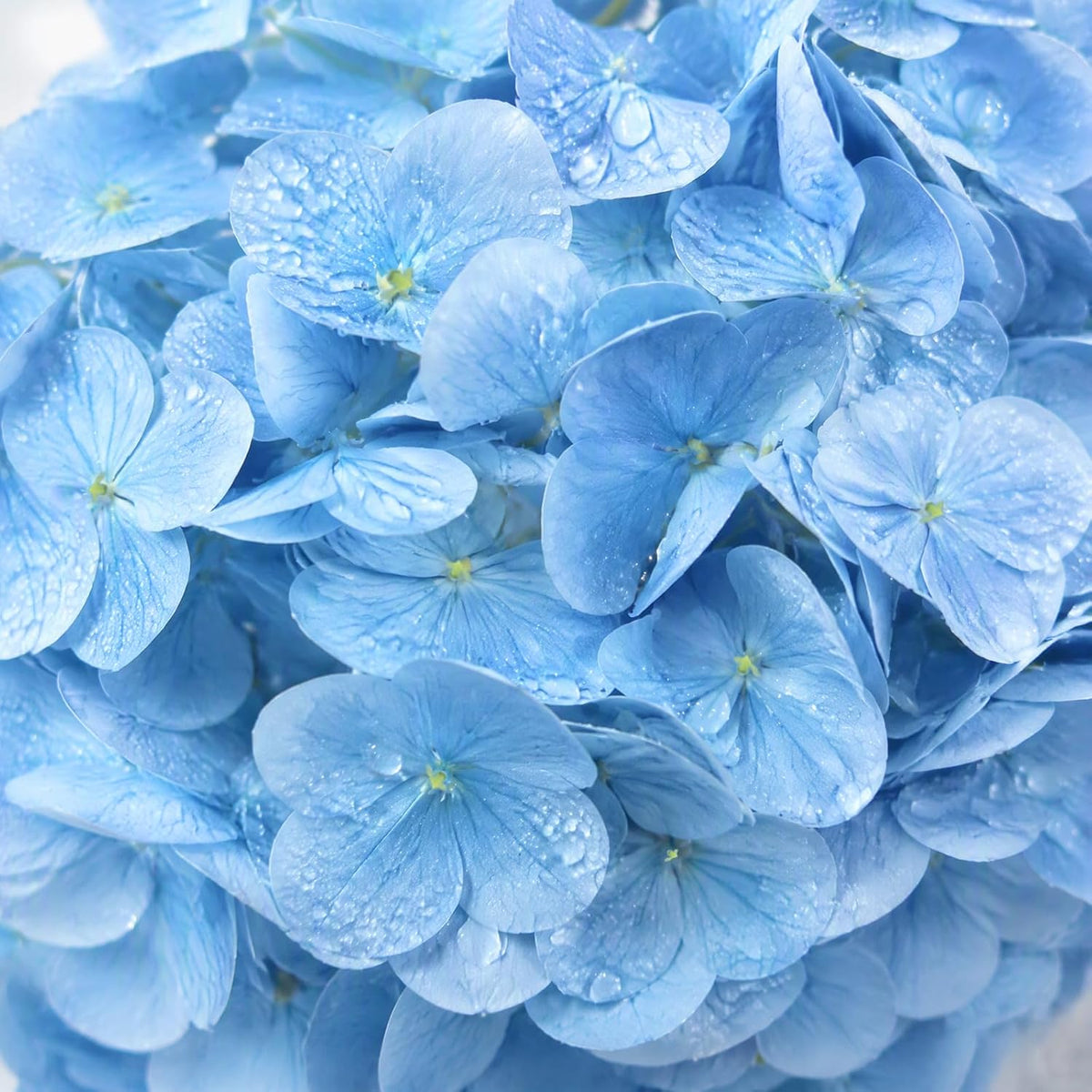 Artificial Latex Hydrangea Stems, 4-Pack · Product photo 4